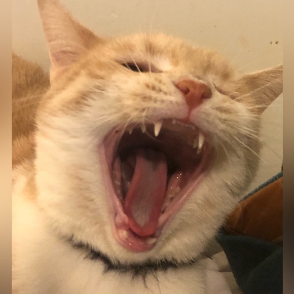 Meet Your Posher’s Posse- - Picture 9 of 12